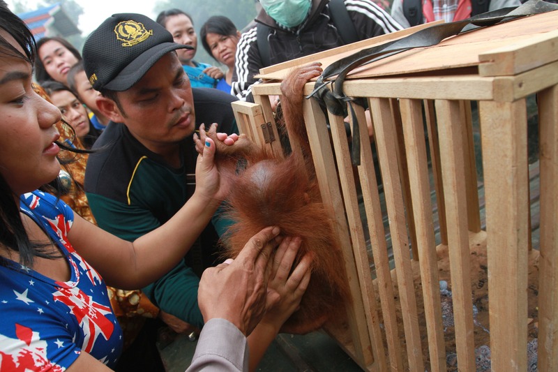 Orangutan Rescued in West Kalimantan