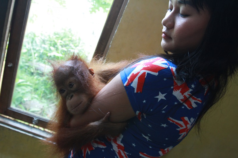 Orangutan Rescued in West Kalimantan