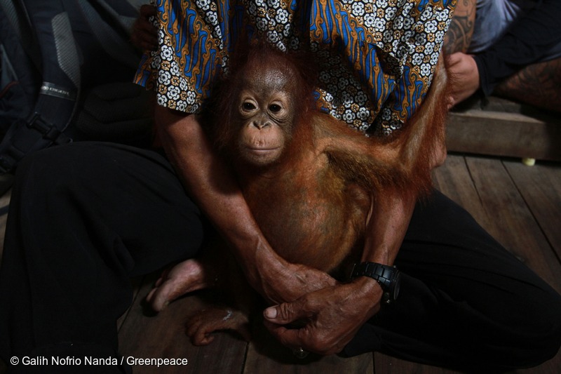 Orangutan Rescued in West Kalimantan