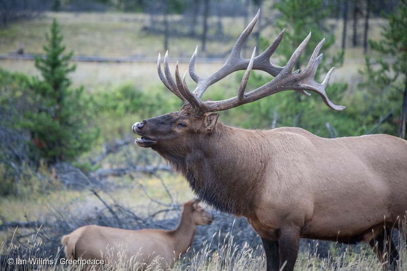 Elk