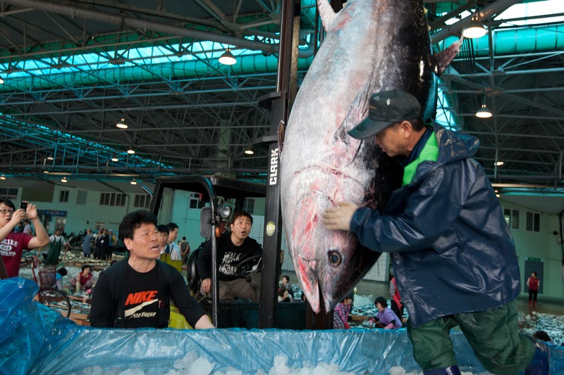 A bluefin tuna in a fish market in Korea. The southern bluefin is classified as an endangered tuna species.