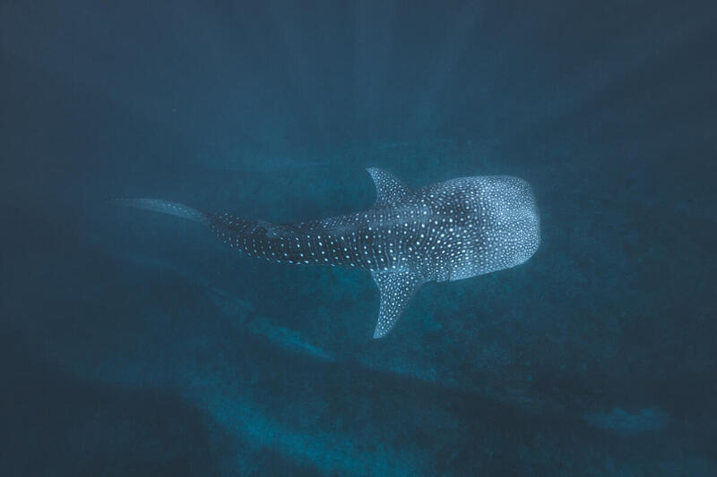 Whale shark