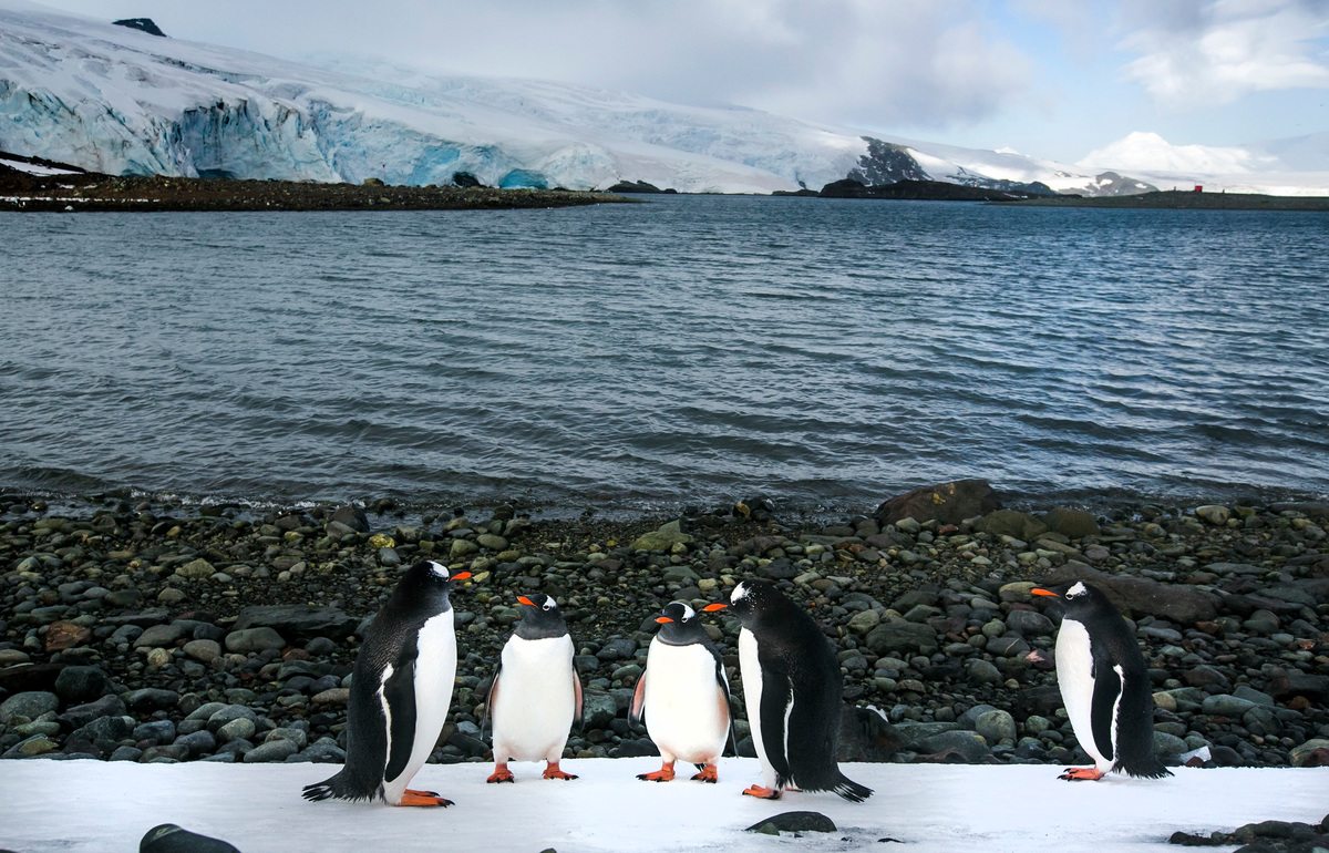 Gentoo Penguins in the Antarctic