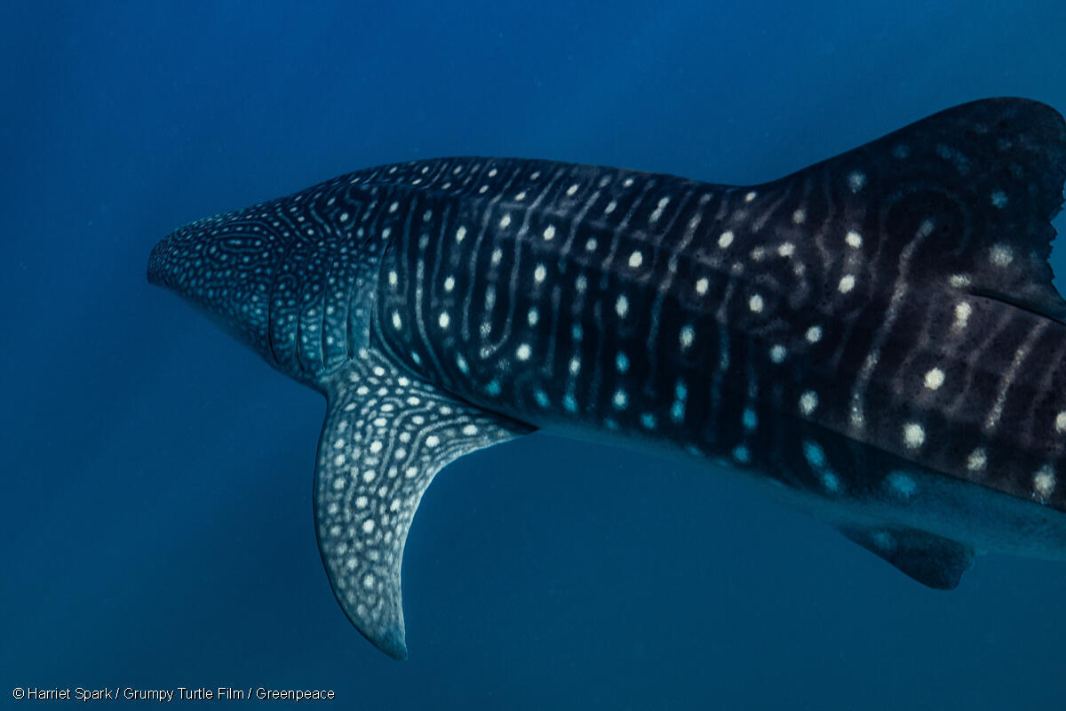 Whale shark seen during Greenpeace Rainbow Warrior documentation trip off Exmouth, Western Australia.