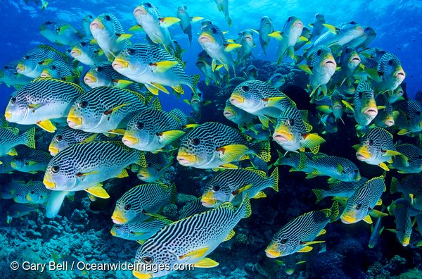 Sweetlips Schooling on the Great Barrier Reef