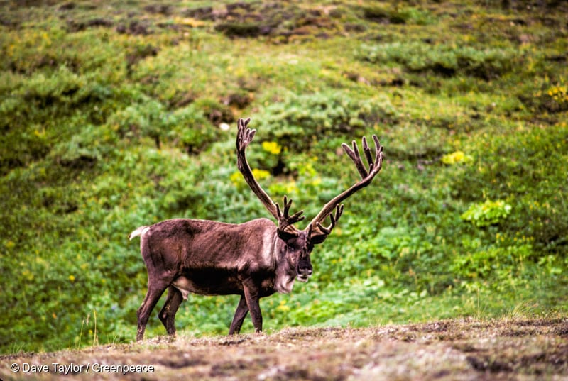 Woodland Caribou
