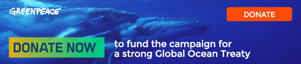 Protect the whales - donate now to help fund the campaign for a strong Global Ocean Treaty