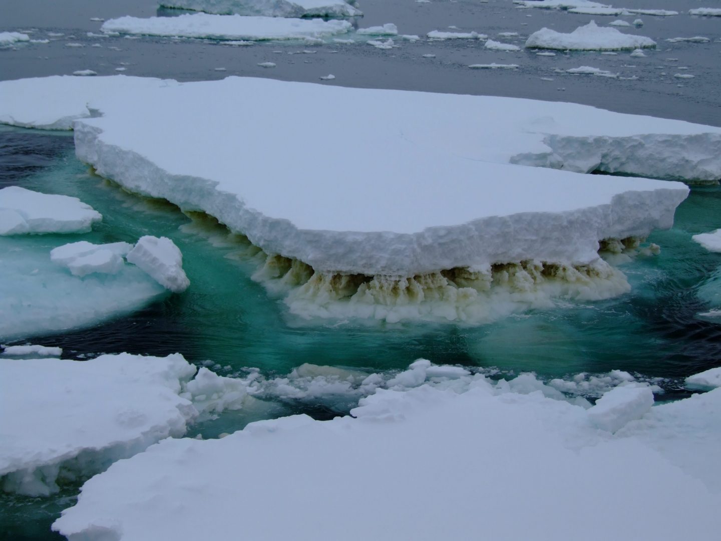 Photo of the sea ice showing the brown phytoplankton|Screen Shot 2018-04-06 at 11.48.23 AM