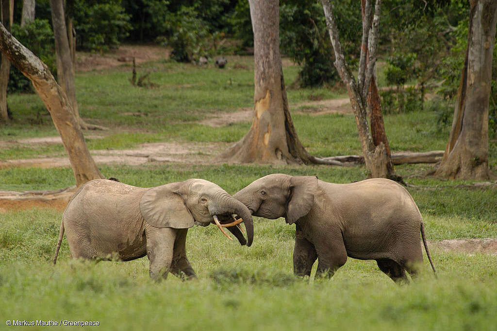 Two elephants tussling together at watering hole, Dzanga Sangha National Park, Central African Republic Waldelefanten an einem Wasserloch auf einer Lichtung im Regenwald. Elefanten kaempfen.