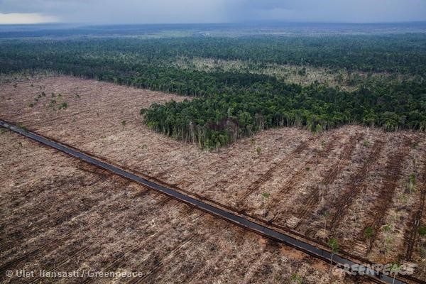 Deforestation for Pulp & Paper in Riau