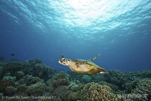 Green Sea Turtle in Apo Island