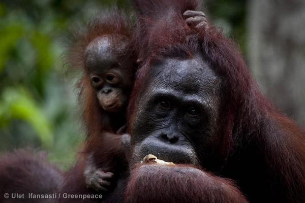 Orangutan Feeding Platform near Tanjung Puting National Park
