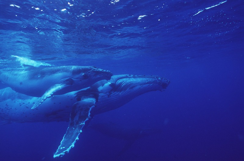 Humpback Whales in Pacific OceanBuckelwal