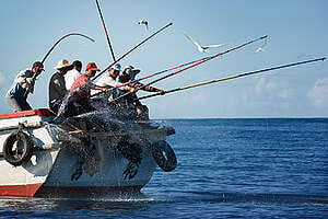 Pole and Line Fishermen in Taiwan. © Steven Vigar / Greenpeace
