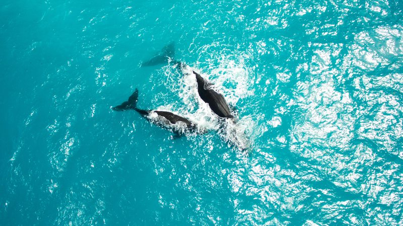 Whales in the Great Australian Bight|Seismic Blasting off North-East Greenland|Aerial View of the Great Australian Bight