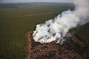 Rainforest clearance and burning in the RAPP concession (Riau Andalan Pulp & Paper) in Giam Siak Kecil area to clear land for plantation establishment.