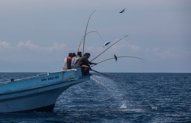 Pole and Line Sustainable Tuna Fishing in Larantuka|Pole and line|Pole and line 1