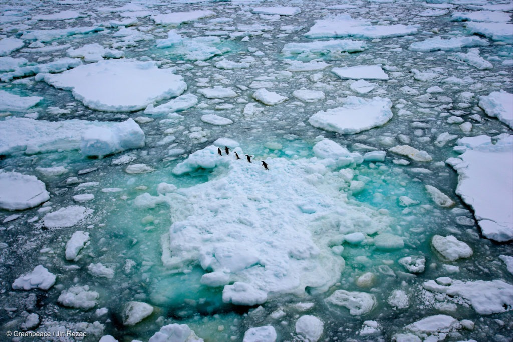 A group of Adélie Penguins on the Antarctic sea ice.