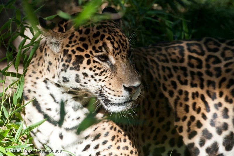 Jaguar in Calilegua National Park