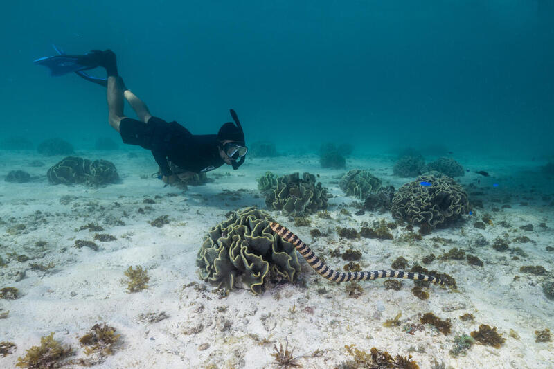 Sea Snake in Shark Bay, Australia