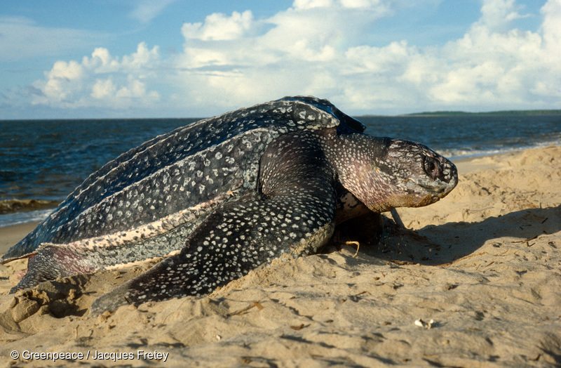 Female Leatherback Turtle in French Guiana