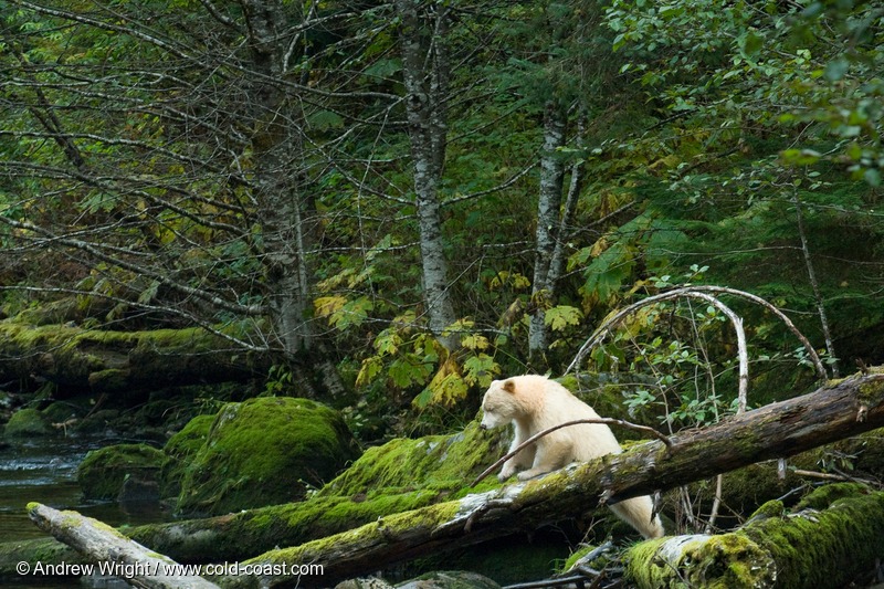 A bear climbs over a fallen tree in the Great Bear Rainforest 