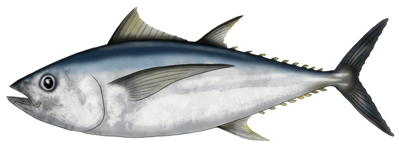 Graphic illustration of a big eye tuna fish