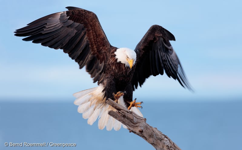 Bald eagle