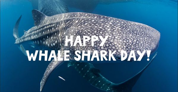 whale shark for blog