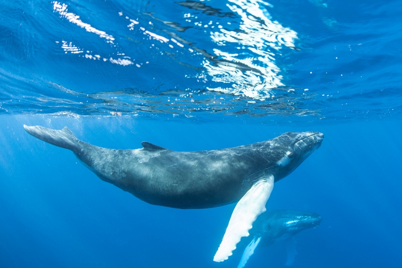 Endangered species living in the Great Australian Bight could be seriously harmed by seismic testing. 