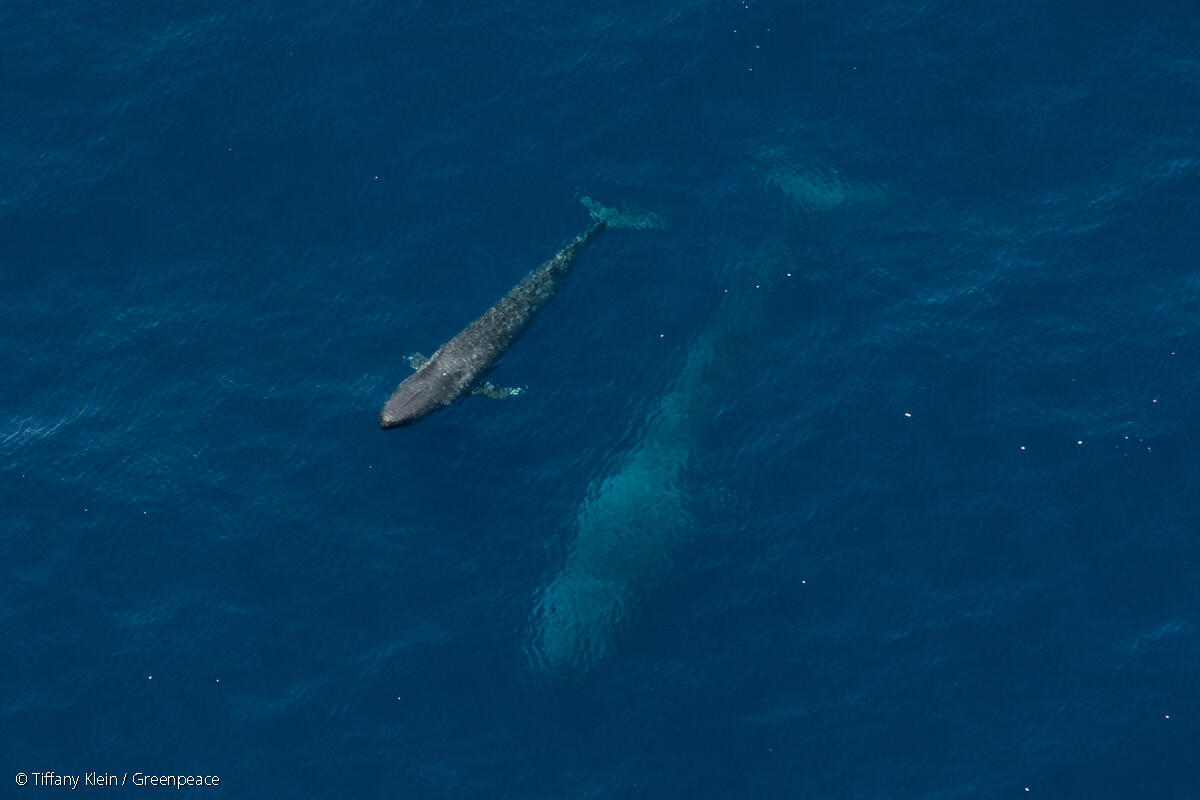 Pygmy Blue Whales in Western Australia|Feeding Pygmy Blue Whale in Western Australia|Whales not Woodlands Sign in Gascoyne Marine Park, Western Australia|Krill in the Antarctic