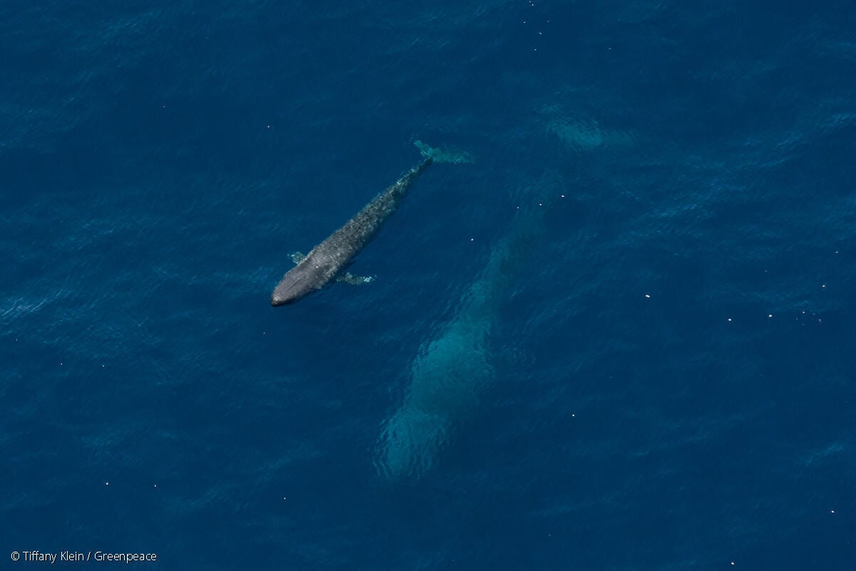 Pygmy Blue Whales in Western Australia|Feeding Pygmy Blue Whale in Western Australia|Whales not Woodlands Sign in Gascoyne Marine Park, Western Australia|Krill in the Antarctic