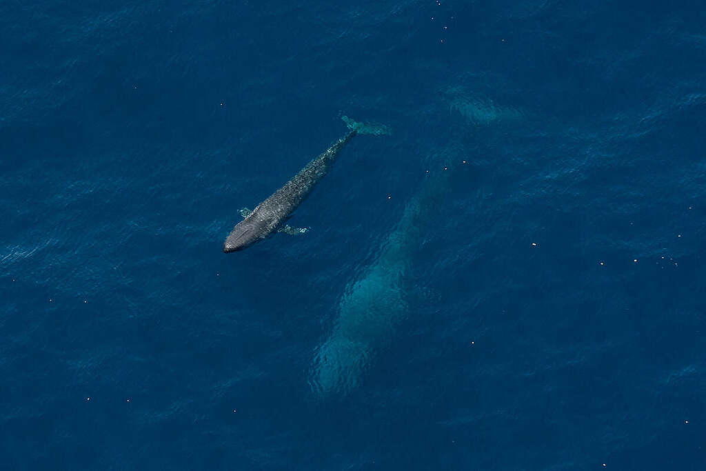 Pygmy Blue Whales in Western Australia. © Tiffany Klein / Greenpeace