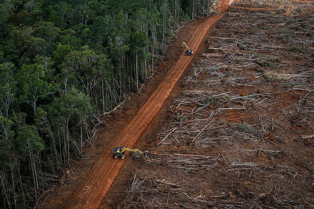 PT Megakarya Jaya Raya (PT MJR) Oil Palm Concession in Papua. © Ulet  Ifansasti / Greenpeace