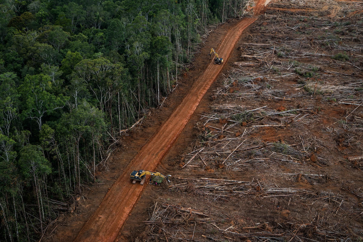 PT Megakarya Jaya Raya (PT MJR) Oil Palm Concession in Papua. © Ulet  Ifansasti / Greenpeace