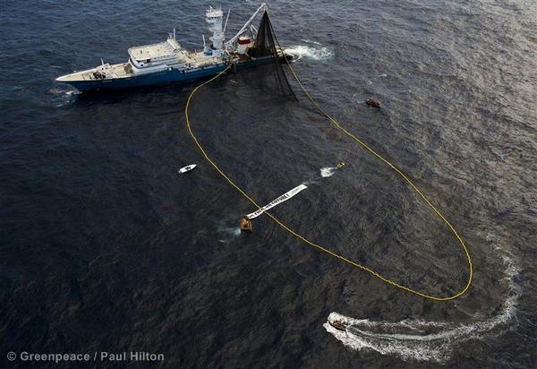 Action against the Biggest Tuna Fishing Vessel