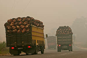 Oil Palm Trucks near Forest Fires in Sumatra. © Ulet  Ifansasti / Greenpeace