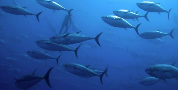 tuna fish screenshot for blog Nat