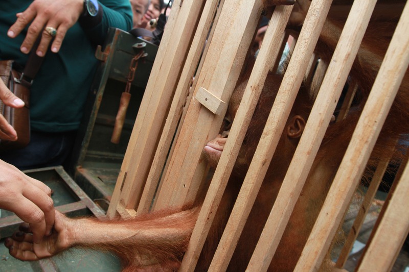 Orangutan Rescued in West Kalimantan