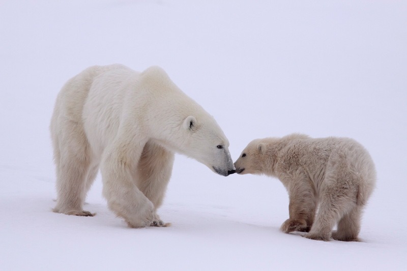 Polar Bears in CanadaEisbaeren in der Hudson Bay|Humpback Whales in Pacific OceanBuckelwal|elephants-1081749_1920|elephants-1081749_1920|Pongo Tapanuliensis in Northern Sumatra|