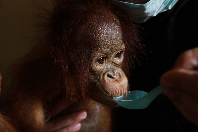 Orangutan Rescued in West Kalimantan