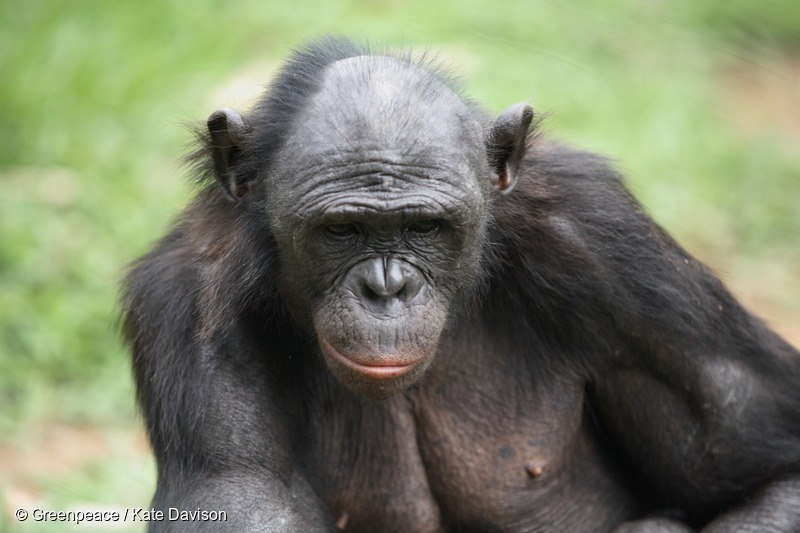 Bonobo in Congo