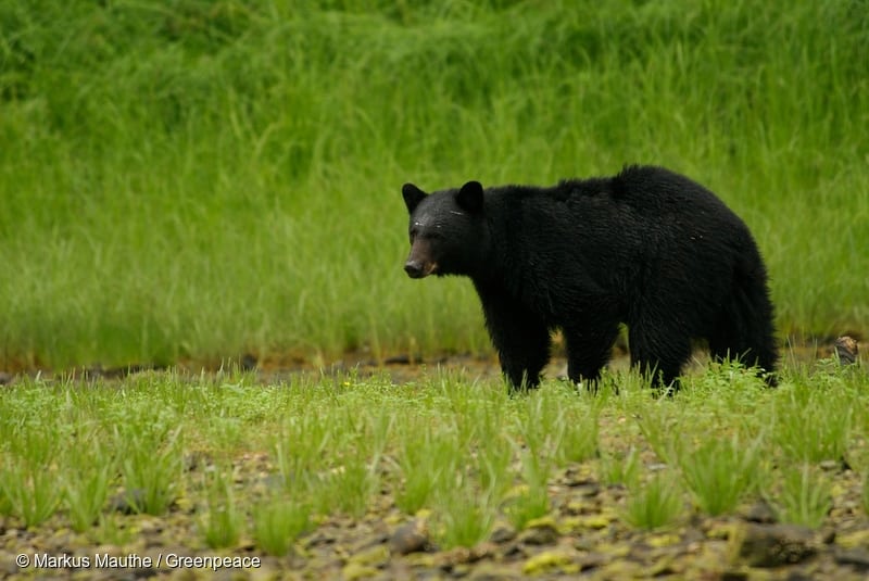 Black bear