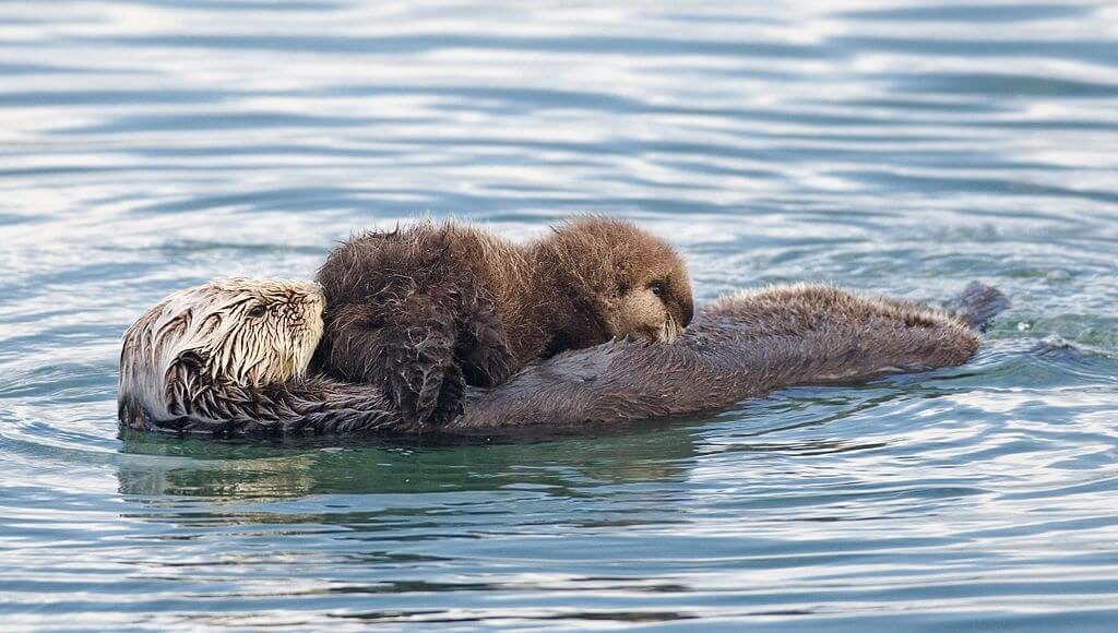 Mother and baby sea otters