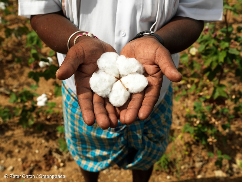 Organic Cotton in Hands of Farmer