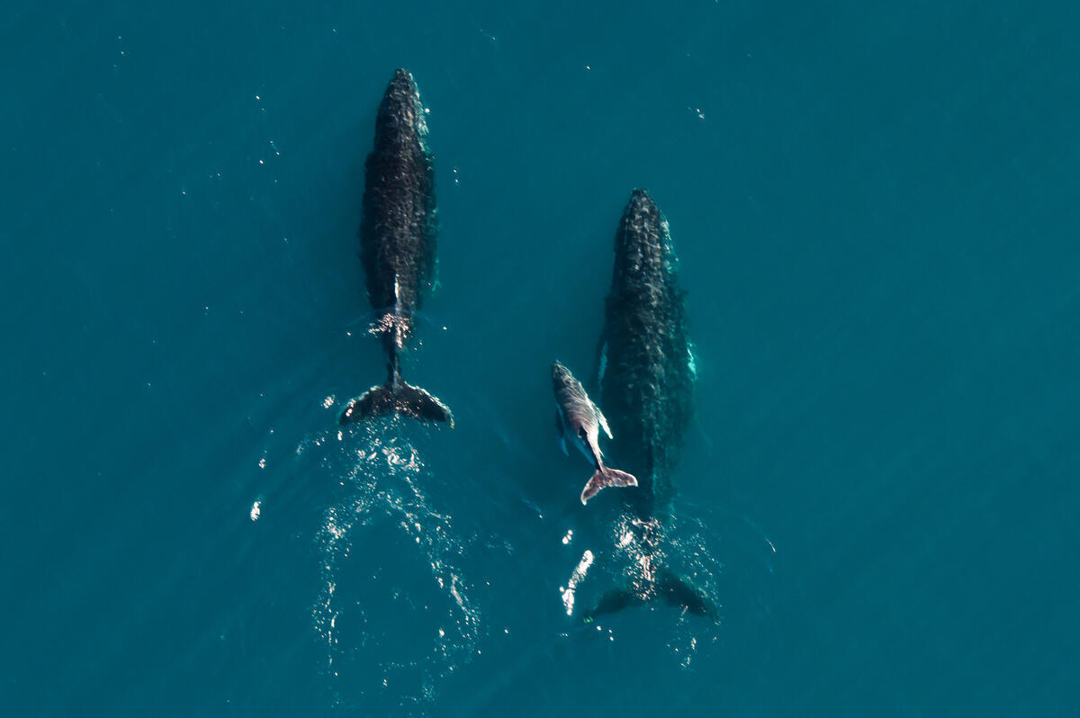 Aerial shot of humpback whales migrating along the Ningaloo Coastline in Western Australia.