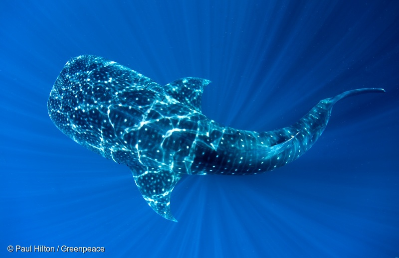A whale shark in Cenderawasih Bay National Park. 