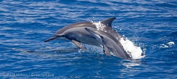 rp_109474_178703.jpg|Spinner Dolphins near Sri Lanka