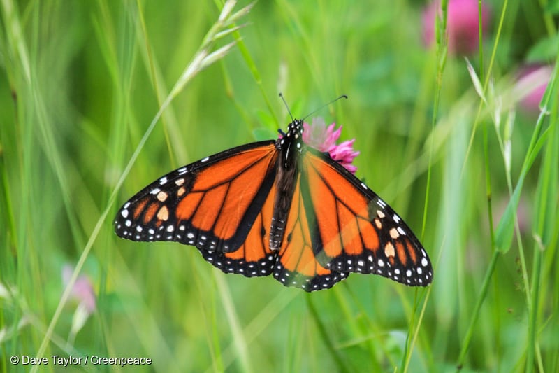 Monarch butterfly