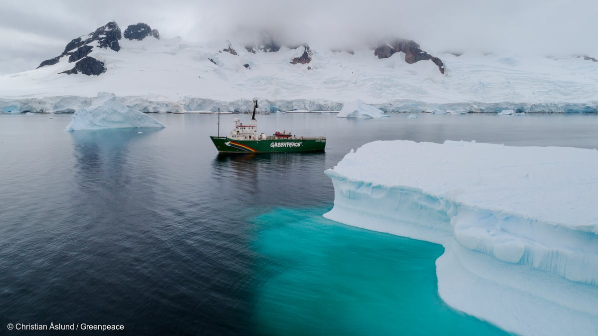 GP0STRIPW|Sandra Schoettner in the Antarctic|Weddell Seal and Gentoo Penguin
